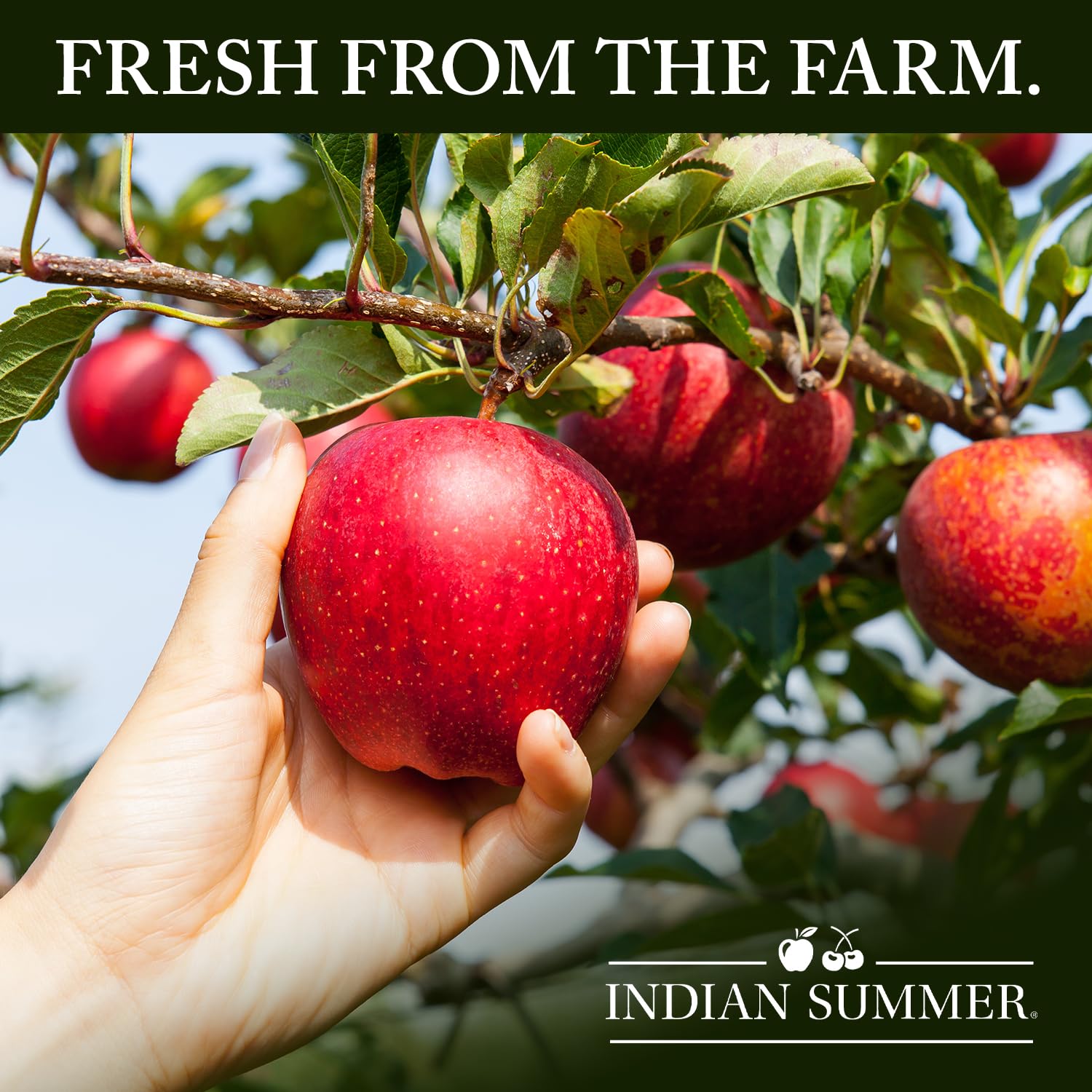 Indian Summer Premium Chunky Applesauce Made from US Apples and American Growers (Chunky Original, 23 Ounces Each, Pack of 6)