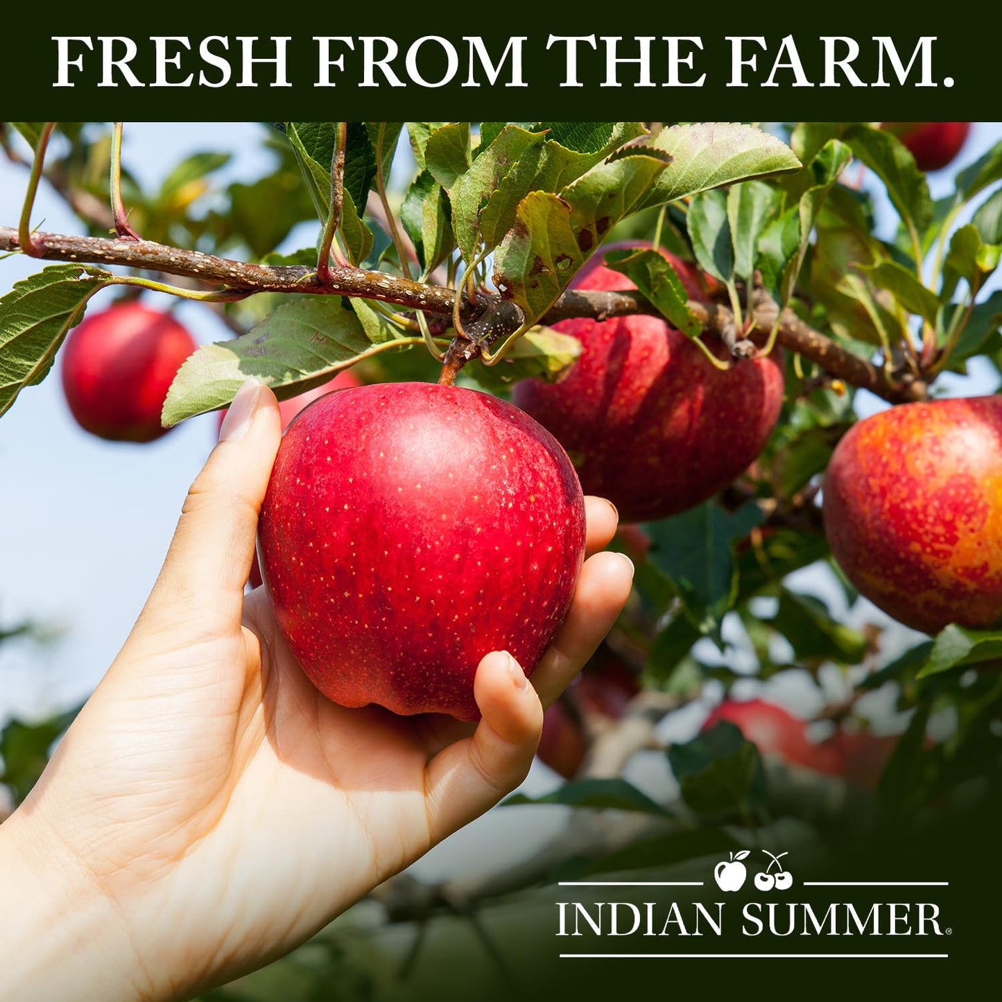 Indian Summer Premium Chunky Applesauce Made from US Apples and American Growers (Chunky Original, 23 Ounces Each, Pack of 2)