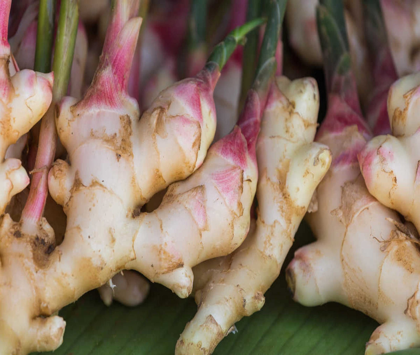 Organic Fresh Ginger Roots Snow Hill Himalayan Ginger Roots - Product of Mt. Everest Country, Nepal | If Need Fresh, Choose Seller Ship From Below Add