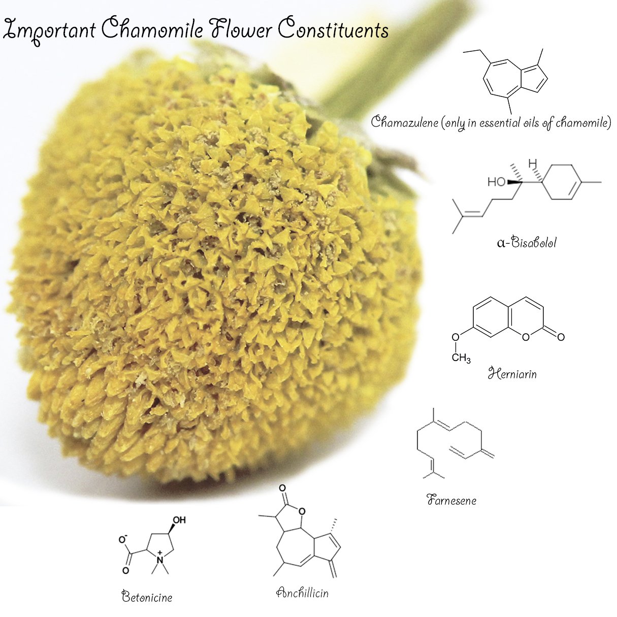 Chamomile Tea 1LB (16Oz) 100% CERTIFIED Organic (USDA seal) Chamomile Flowers Herbal Tea (Matricaria Chamomilla) in 1 lb Bulk BPA-free Resealable Bags