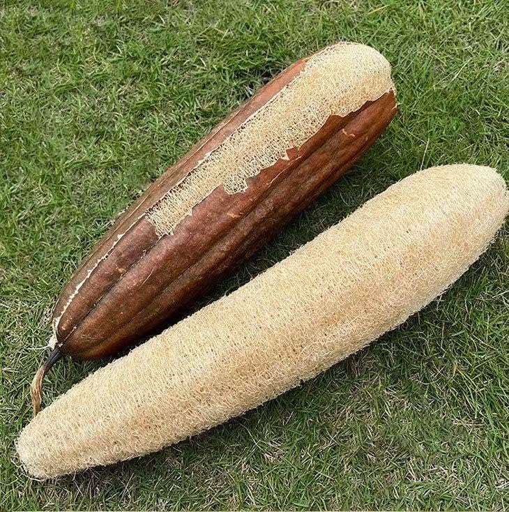 VEROMOVE Extra Long Natural Loofah Sponge, Dried Luffa Shower Sponge, Cut-to-Size Plant Fiber Body Scrubber for Exfoliating