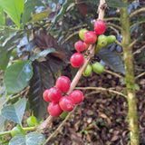 Medium Dark Coffee Roast, Ground Coffee, 100% Arabica Colombian Coffee, Fresh Coffee (1 LB), Saxonville Mills Cafe