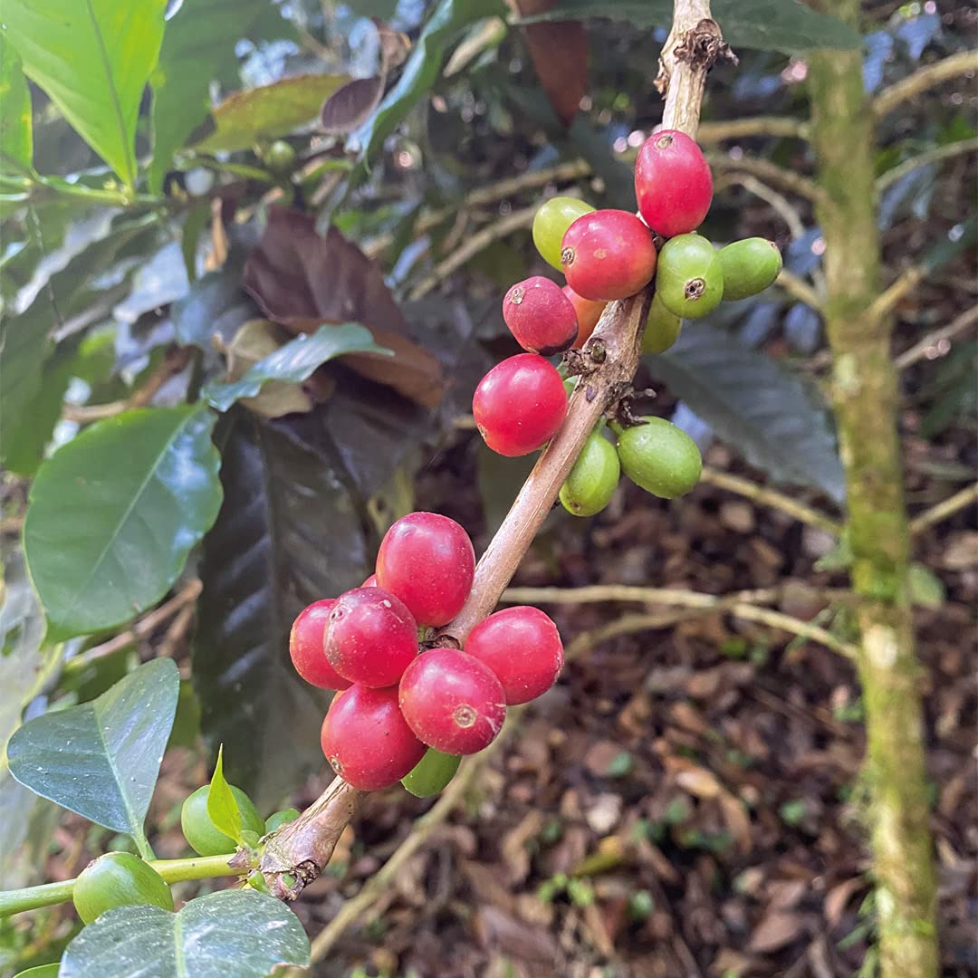 Medium Dark Coffee Roast, Ground Coffee, 100% Arabica Colombian Coffee, Fresh Coffee (1 LB), Saxonville Mills Cafe