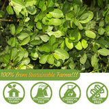 Premium 100 Unsmoked Yerba Mate Tea Bags, Made with 100% Pure Yerba Mate Leaves, No Additives & Caffeine Free.