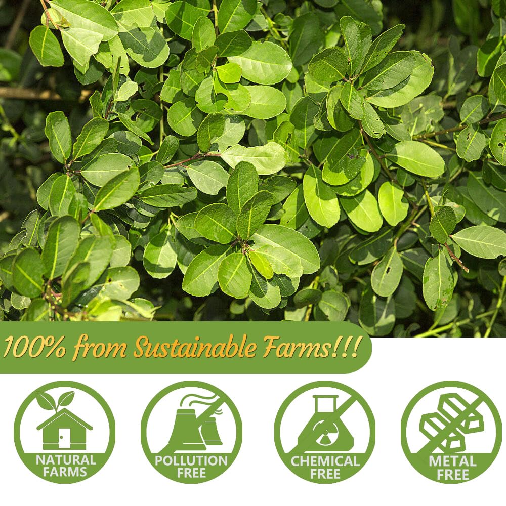 Premium 100 Unsmoked Yerba Mate Tea Bags, Made with 100% Pure Yerba Mate Leaves, No Additives & Caffeine Free.