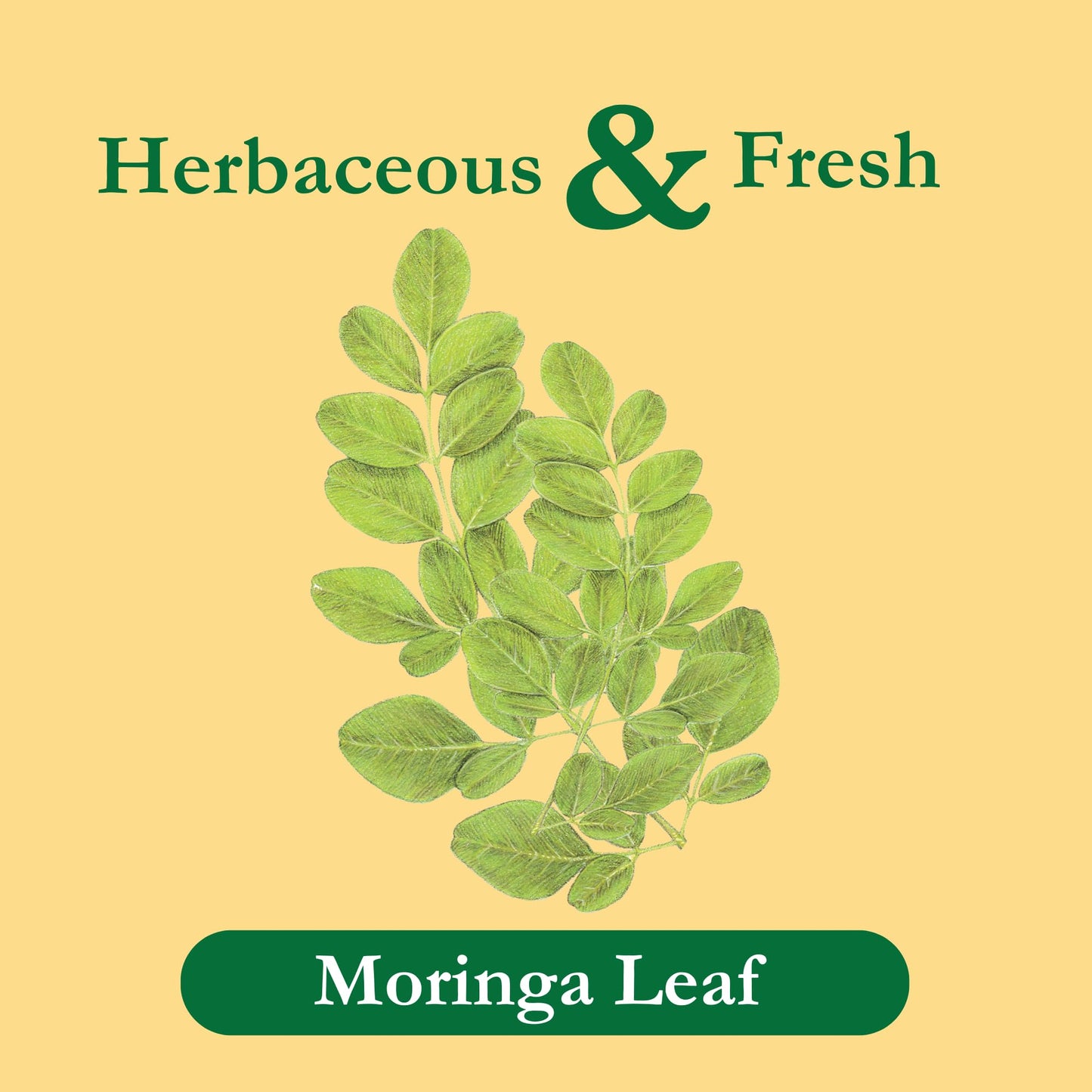 Tadin Moringa Tea, Herbal Tea, Caffeine Free, 24 Tea Bags Per Box, Pack of 1