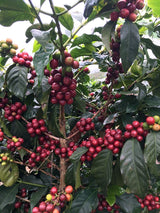 Stoneleigh Coffee - Two Pack(2) Premium 100% Grade A Jamaica Blue Mountain Coffee Roasted Beans - 16Ozs - Genuine Jamaican Product - Traditional