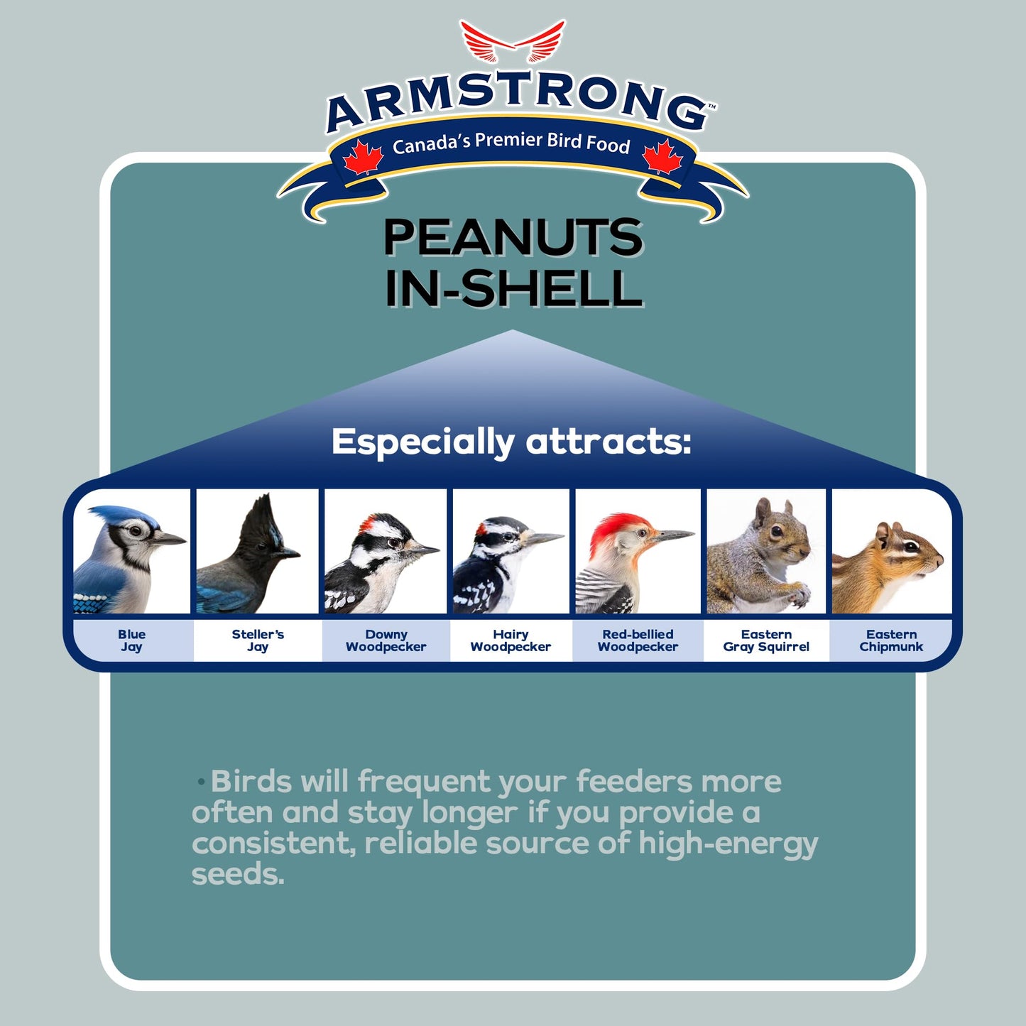 Armstrong Bird Food Peanuts-in-Shell, 3 Pounds - for Blue Jays, Eastern Grey Squirrels and Eastern Chipmunks for Outside Feeders