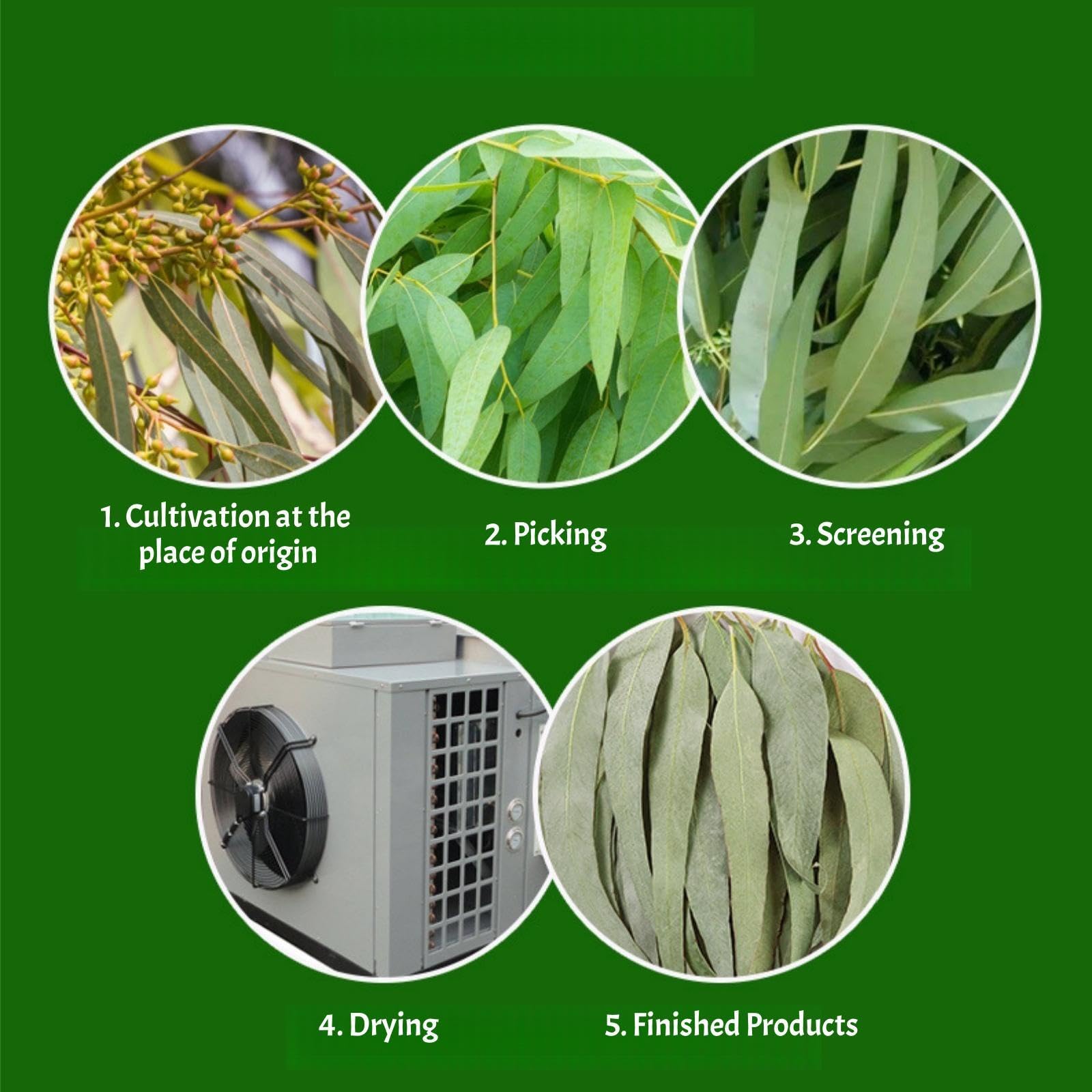 Dried Eucalyptus Leaves - 4oz (114g) Whole Leaf | Resealable Pouch | Botanical Ingredient for Aromatherapy & Tea Blends | Caffeine-Free Plant Material