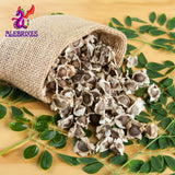 Alebrixes - Moringa 6 oz | Premium Quality Moringa Oleifera (Drumstick) | 100% Natural Herbal Tea | Imported from Mexico