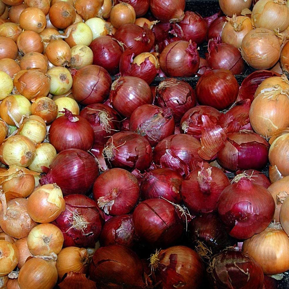 Vegetable - Onion Bulbs, Red Baron Onion Sets - Large Onion and Globe shaped (255 Pack)