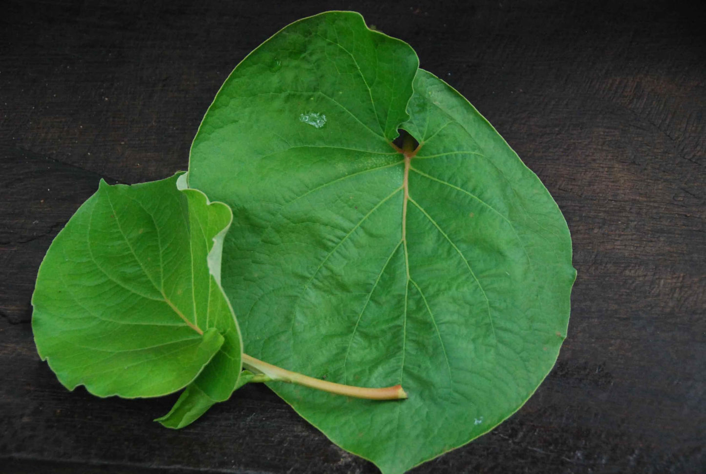 Hoja Santa Yerba Santa Leaf Leaves Herb Herbal Tea Mexican pepperleaf: 2 oz and 4 oz. (2 oz)
