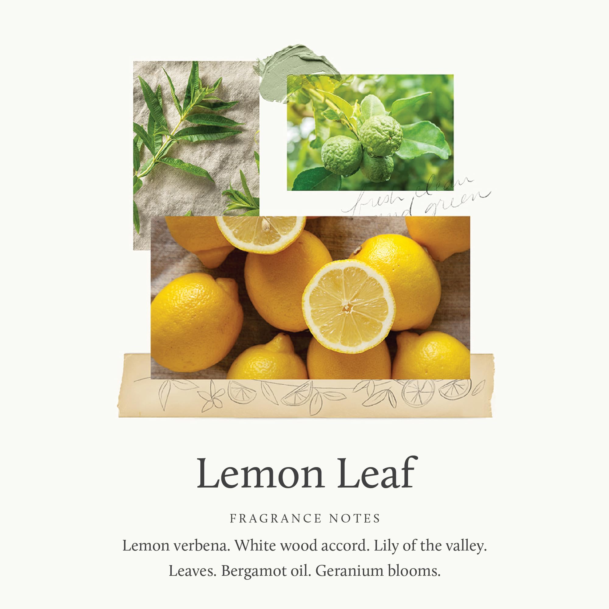 Thymes Lemon Leaf Laundry Fragrance Oil for Dryer - Scented Laundry Supplies (0.5 fl oz)