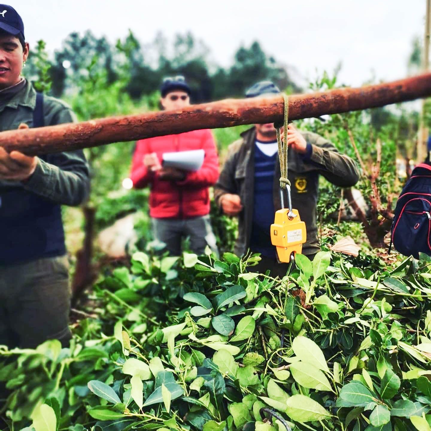 Onoiru Organic Paraguayan Yerba Mate - Aged 2+ Years - Biodynamically Grown - Rich and Bold Flavors - Native Forest Harvested - Terere or Hot - Hand