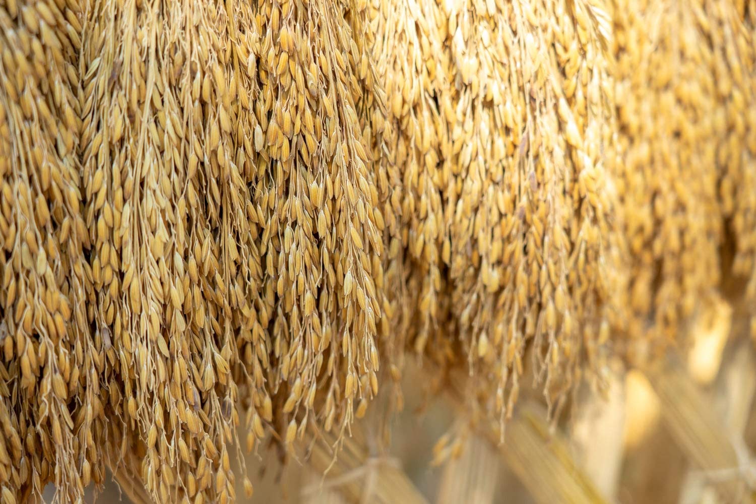 Food to Live Brown Basmati Rice, 3 Pounds - Whole Grain, Long-Grain Rice Variety, Fragrant, Kosher, Vegan. Less Starch. High in Dietary Fiber. Great for Making Stir-Fries, Curries, and Pilafs.