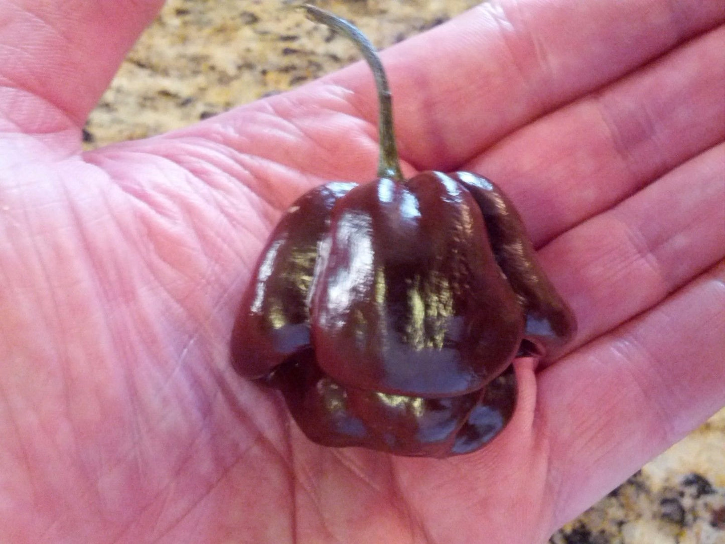 50 Jamaican Scotch Bonnet Pepper Seed (Chocolate Strain) NOT Regular Habanero