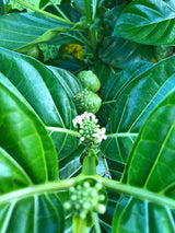Wailua River Noni Juice - 100% Organic Authentic Hawaiian Noni Juice - USDA Certified Organic - Grown on the Island of Kauai - 2 Quarts