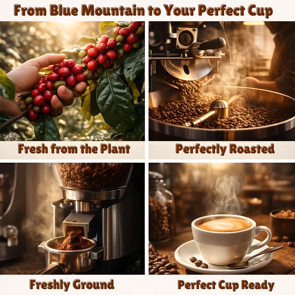 JamaicanCoffeeClub 100% Blue Mountain Whole Bean Coffee, WB 8oz Jamaican Roasted Beans, Smooth Rich Flavor, Handpicked Gourmet Beans, Bold Medium