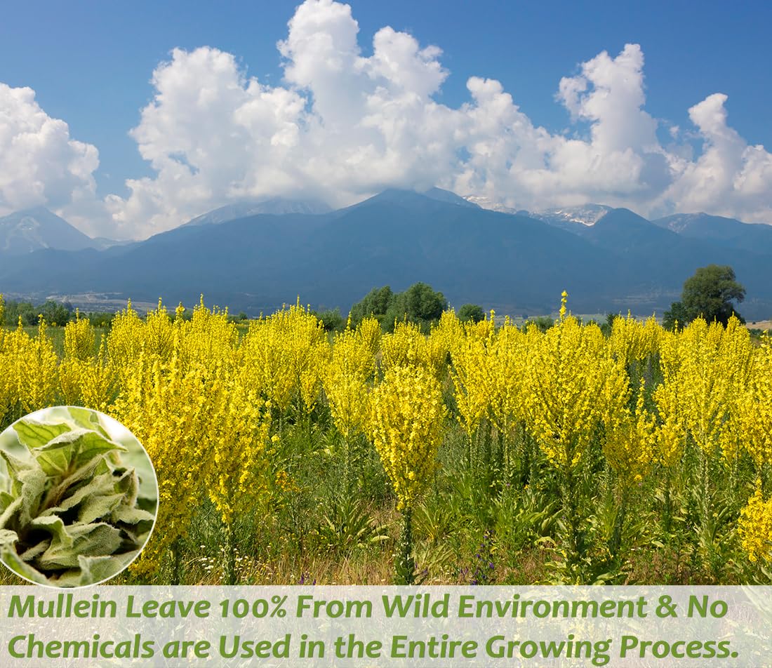 Premium 50 Mullein Leaf Tea Bags. Made with 100% Pure Mullein Leaves, for Lungs Cleanse and Respiratory Support, No Flavoring & No Additives