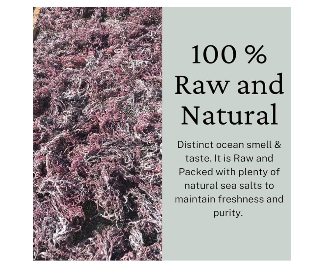 Purple Irish Sea Moss | Organic Irish Moss Raw | Wildcrafted & Sun-Dried from St. Lucia | 100% Natural | High in Nutrients & Minerals | Makes 50oz+