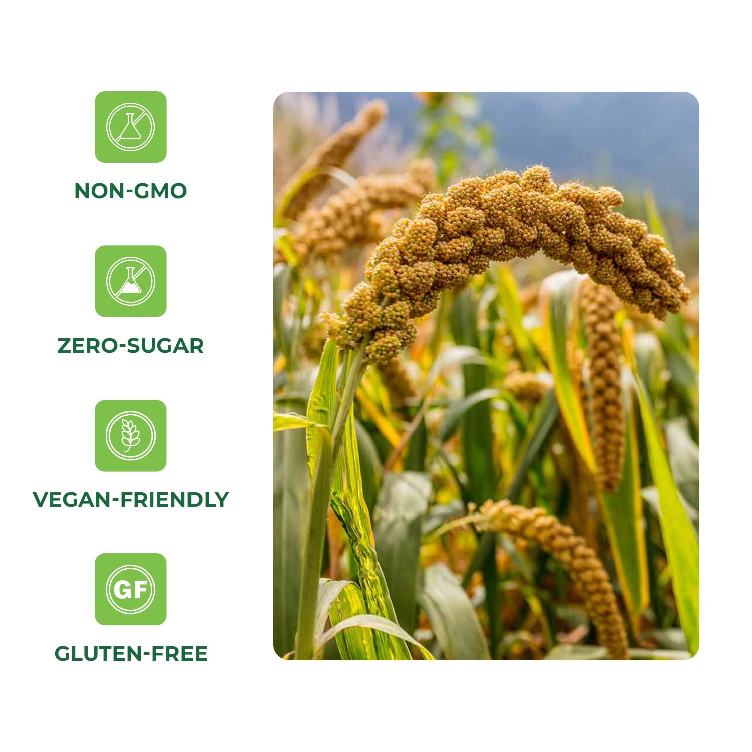 Quay Naturals Organic Hulled Millet, 2.5 lbs, USA Grown, Non-GMO, Gluten-Free, Whole Grain, Easy to Digest, Vegan-Friendly