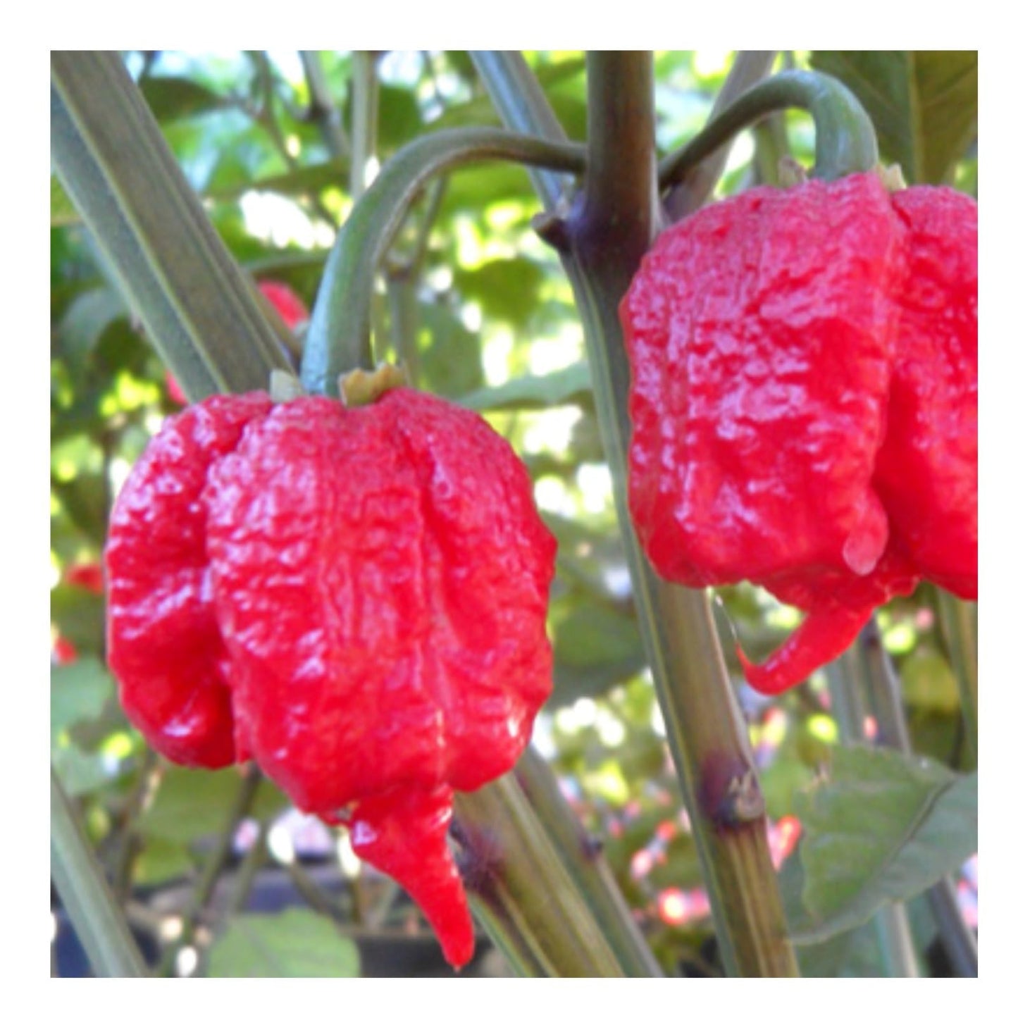 Magic Plant Red Carolina Reaper Pepper Puree, 1 Lb Bulk - 1.5M to 2M (SHUs) Hottest Fermented Reaper Puree for Cooking, Maranades, Hot Sauce and More