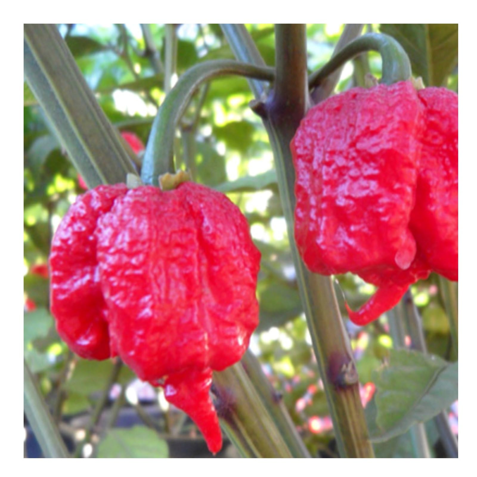 Magic Plant Red Carolina Reaper Pepper Puree, 1 Lb Bulk - 1.5M to 2M (SHUs) Hottest Fermented Reaper Puree for Cooking, Maranades, Hot Sauce and More