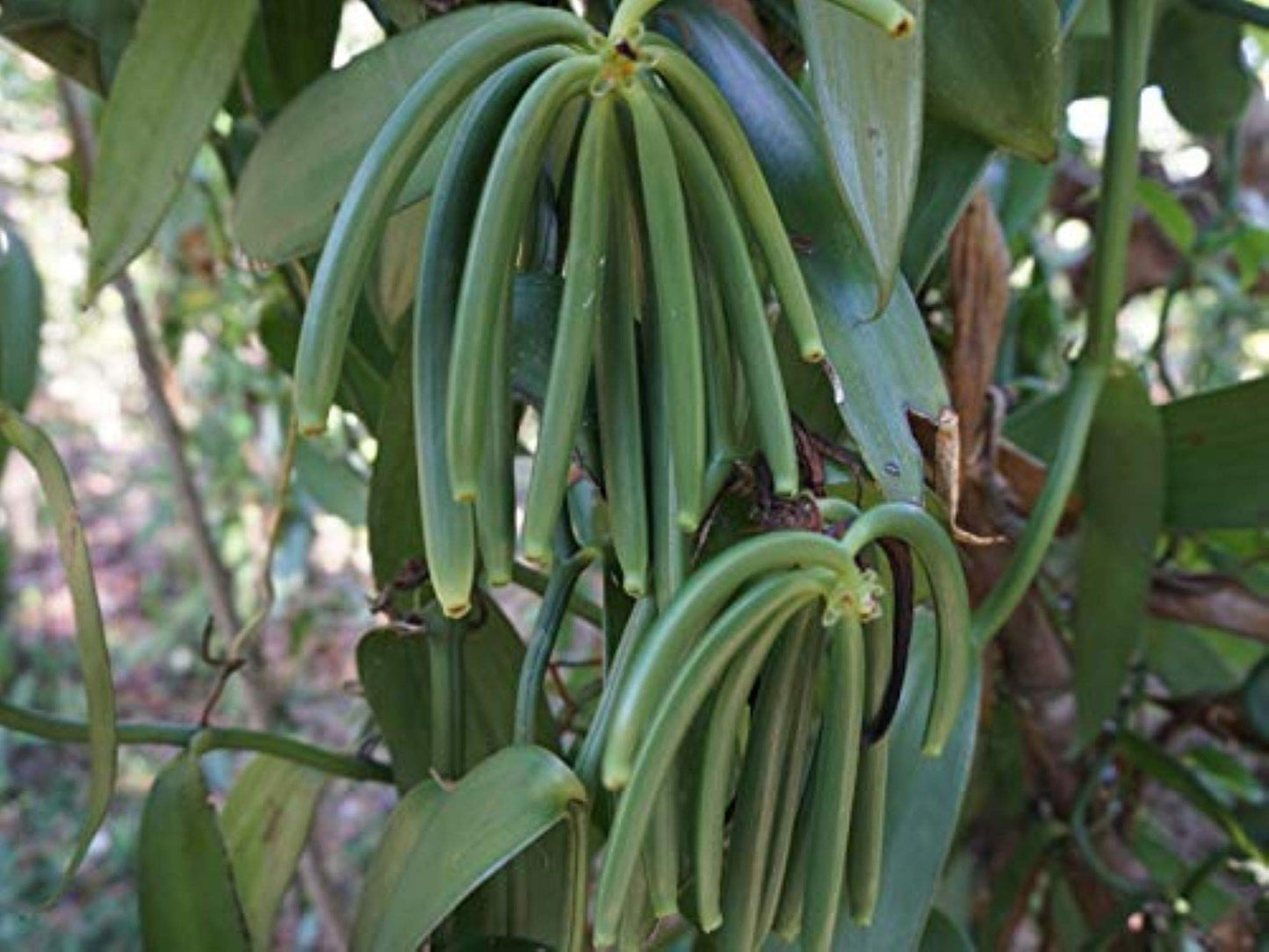 8oz Madagascar Organic Vanilla Beans Grade A. Certified USDA Organic. Fresh 6"-8" for Cooking, Baking and Extract by FITNCLEAN VANILLA| 0.5 lb Bulk