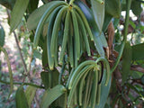 8oz Madagascar Organic Vanilla Beans Grade A. Certified USDA Organic. Fresh 6"-8" for Cooking, Baking and Extract by FITNCLEAN VANILLA| 0.5 lb Bulk
