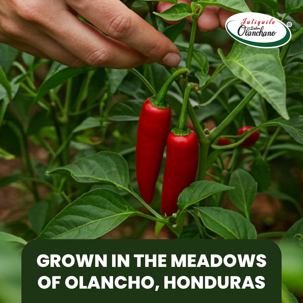 Jutiquile Sabor Olanchano Mild Hot Sauce Aged with Jalapeño from Olancho, Rich Flavor & Vibrant Color, Perfect for Enhancing Your Meals, Pantry Staple