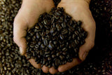 Poverty Bay Coffee Co. Great Bend Blend - Medium Dark Roast - 5lb Bag of Bulk Whole Bean Coffee