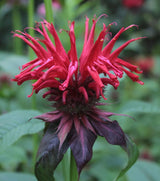 Wild Bergamot Petals - Pure, Dried, Natural Scarlet Beebalm Petals (Monarda Didyma) - Net Weight: 0.1oz/3g - Edible, Extremely Rare - Beautiful