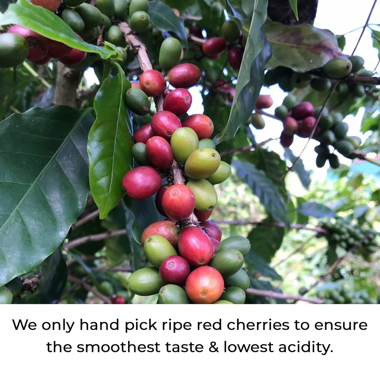 Julian Ground Coffee, Specialty Grade Shade Grown Arabica. Single Origin, From Puerto Rico. Medium Roast, Low Acid. 12oz.