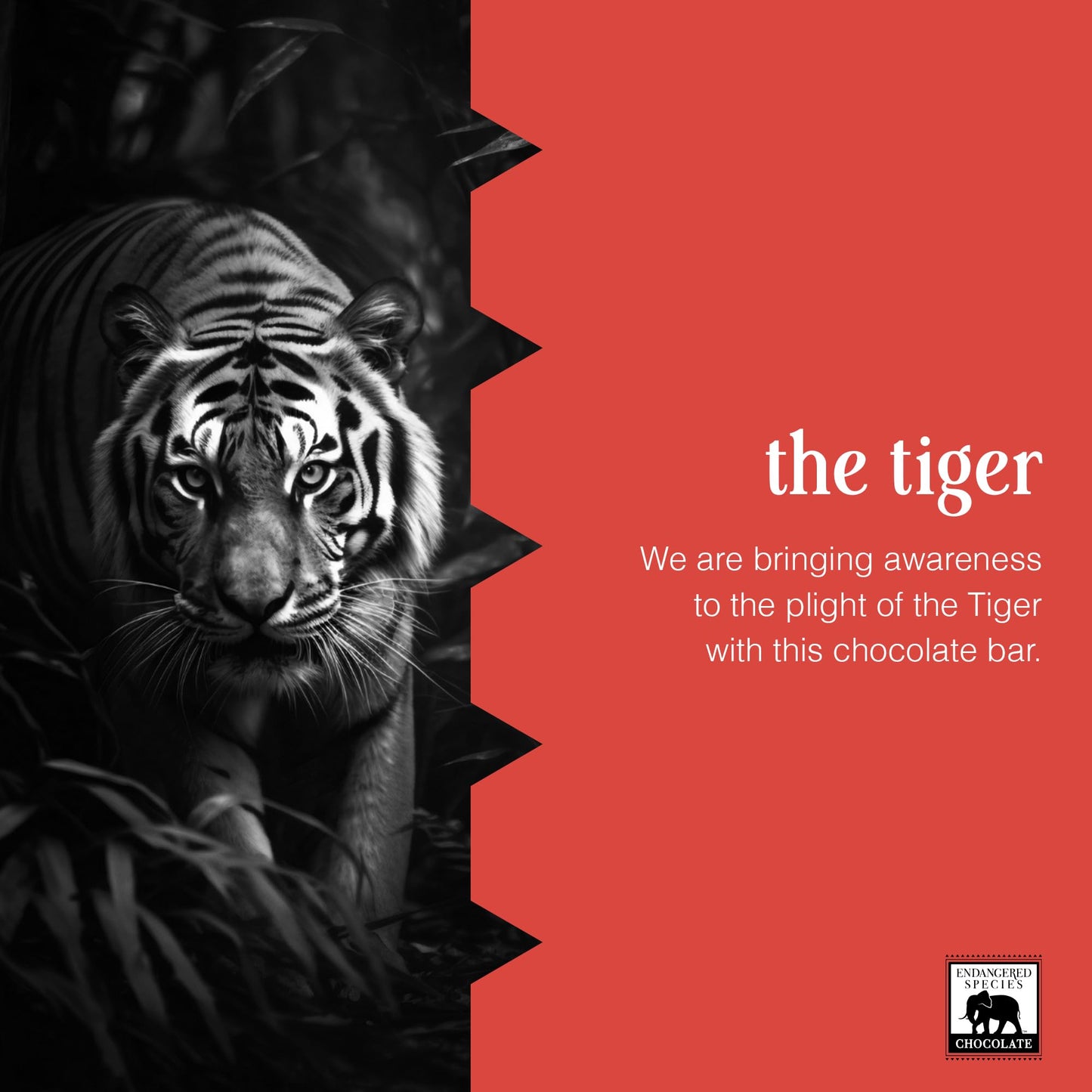 Endangered Species Dark Chocolate Bar with Espresso Beans (72% cocoa)