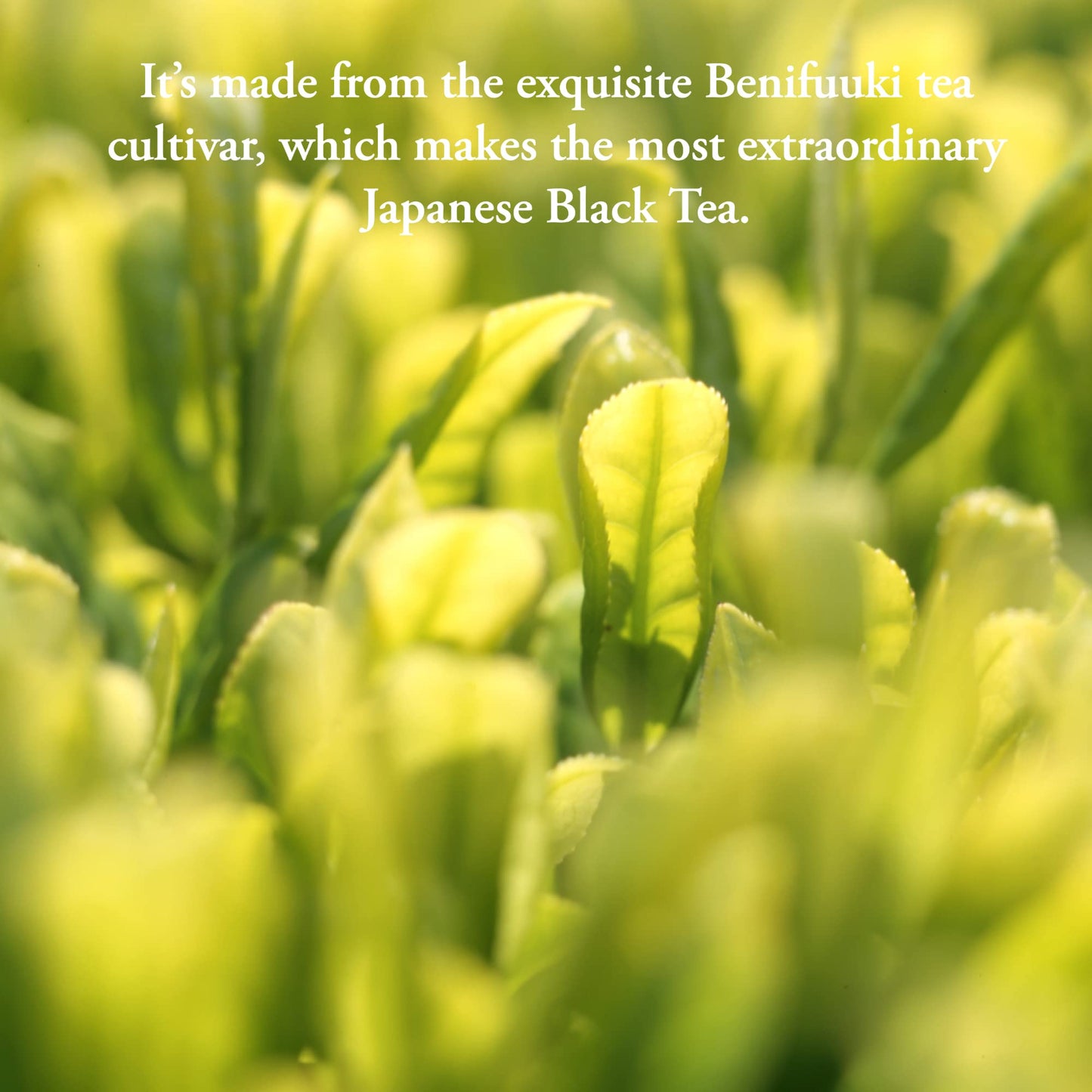 Organic Japanese Black Tea | Loose Leaf. 3.5 Ounce (50 Servings) | USDA Organic Black Breakfast Tea Leaves from Japan. Black Tea Loose Leaf. By