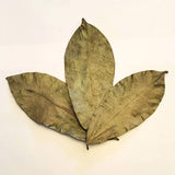 Zokiva Nutritionals - Soursop Leaves Hojas De Guanabana 1 oz x 3 Pack of Graviola Leaves for Tea - A Natural Caffeine - Free Bioavailable Superfood