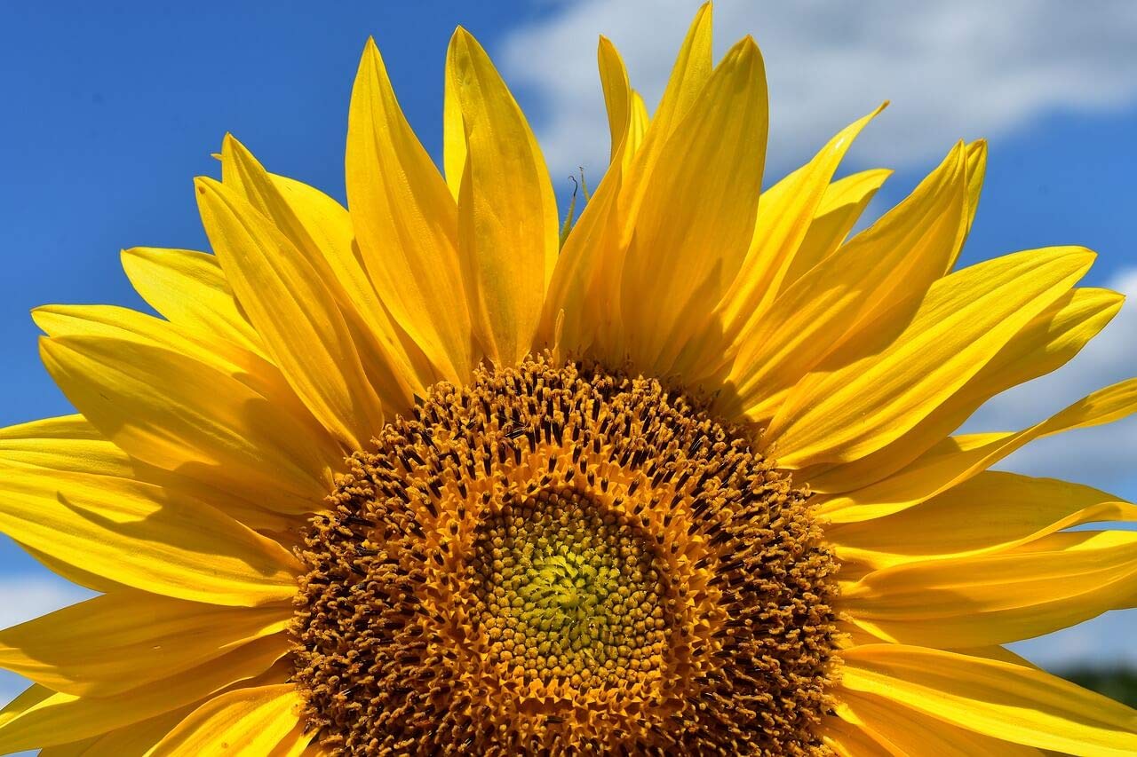 Edible Flowers - 100% Natural dried German Sunflower Petals - Perfect addition to salads, snacks or smoothie bowls. Natural Sunflower Petals