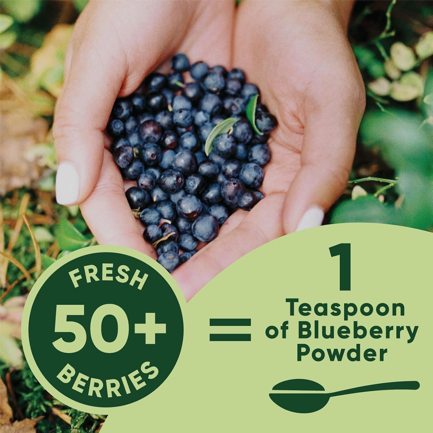 Wild Blueberry Powder Organic 5 Ounce Bag USDA Certified & Lab Tested - Freeze Dried Blueberries No Added Sugar, Additives, or Fillers - Antioxidant