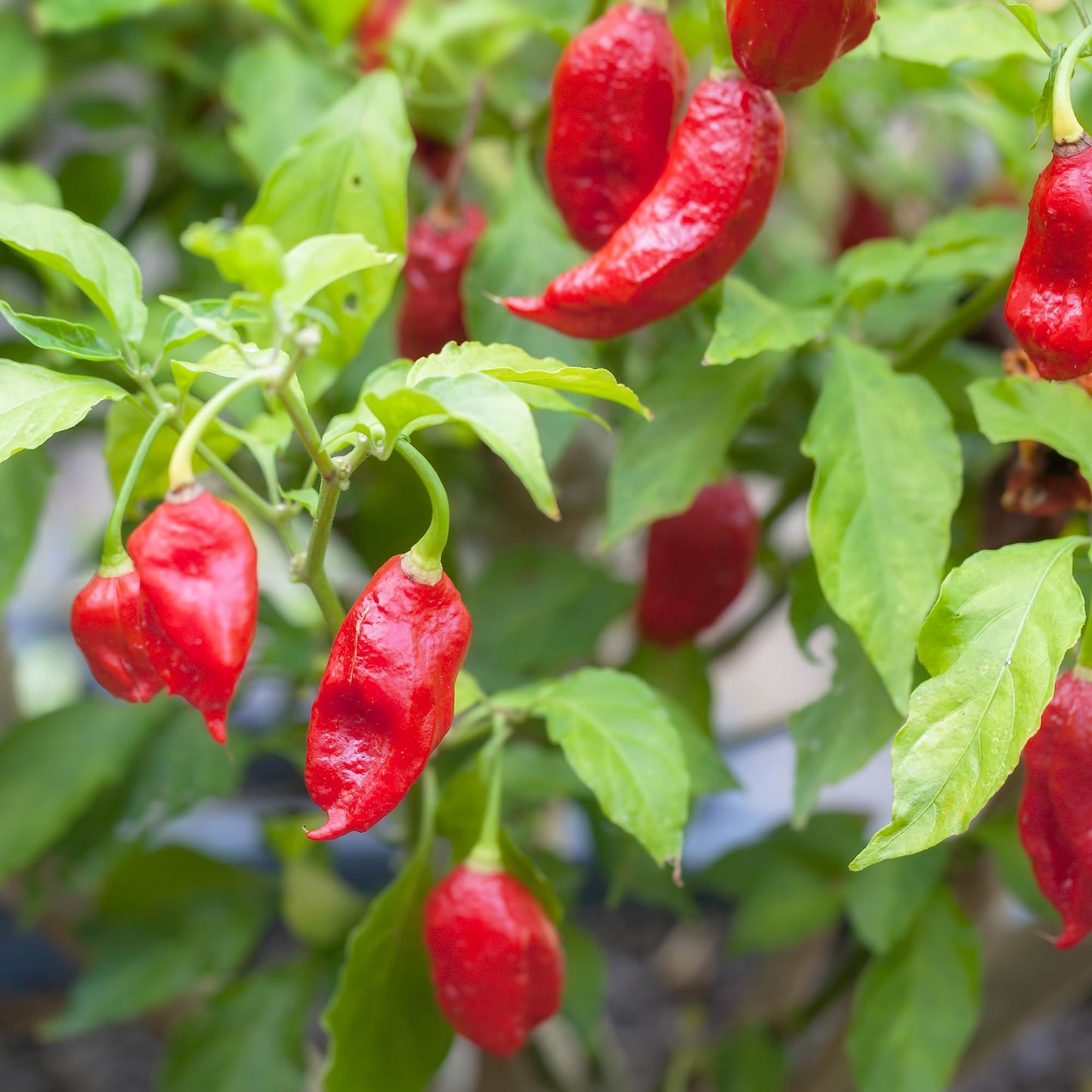 Earthborn Elements Whole Ghost Chile Peppers 1 Gallon Bucket, Extremely Hot, Dried Bhut Jolokia Peppers