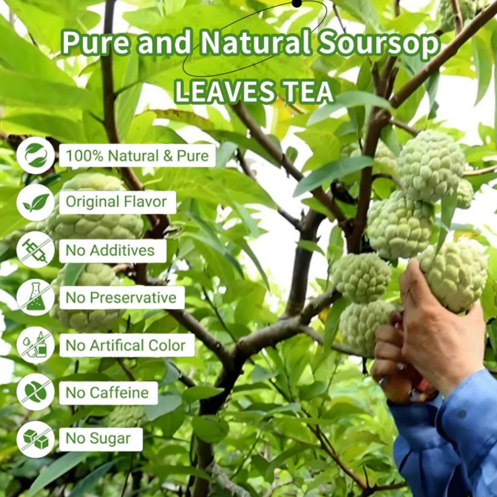 Whole Leaf Soursop Tea - Natural Dried Graviola Soursop Leaves (2.12oz) | Hojas De Guanabana | Caffeine-Free Tea | Non-GMO, Gluten-Free