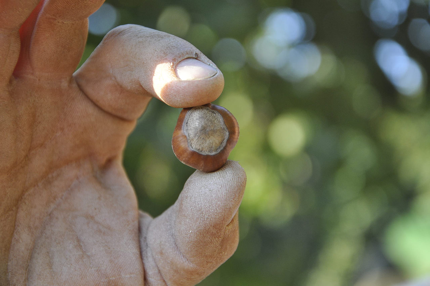 Alta Langa Hazelnuts - Terra delle Nocciole - Piemonte, Italy