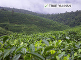 Jinglong Tea Factory - Yunnan Black Tea in Bamboo Leaf Tube (80 Cups) Black Tea (7.1 Ounce)