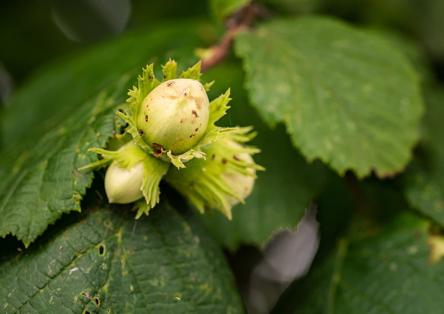 Food to Live - Dry Roasted Blanched Hazelnuts, 2 Pounds - Unsalted, Oven Roasted Whole Filberts, No Oil Added, No Skin, Vegan, Kosher, Bulk. Great