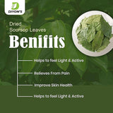 Diyon's Dried Whole Soursop 200 Leaves (110g) 100% All Natural, Delicious Fresh Tea | From Sri Lanka | Premium Wildcrafted Quality, Packed In a Stand