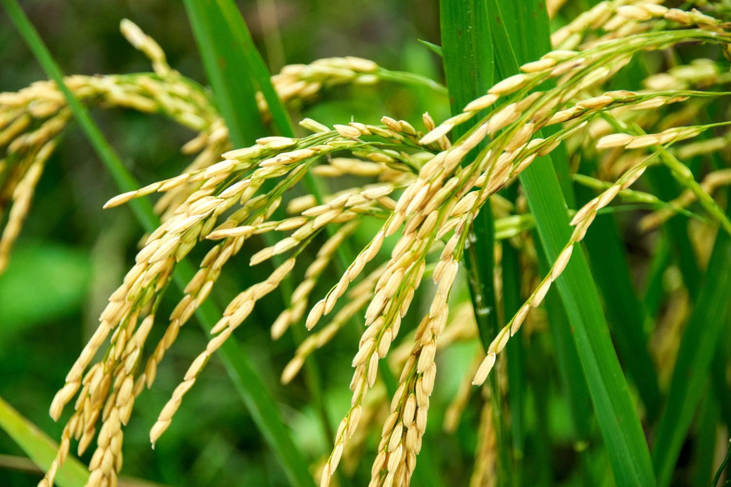Food to Live Organic Long Grain White Rice, 3 Pounds - Non-GMO, Vegan, Kosher. Easy to Cook. Stays Separate and Fluffy. Low in Fat. Perfect for Stuffing, Pilafs, Salads.