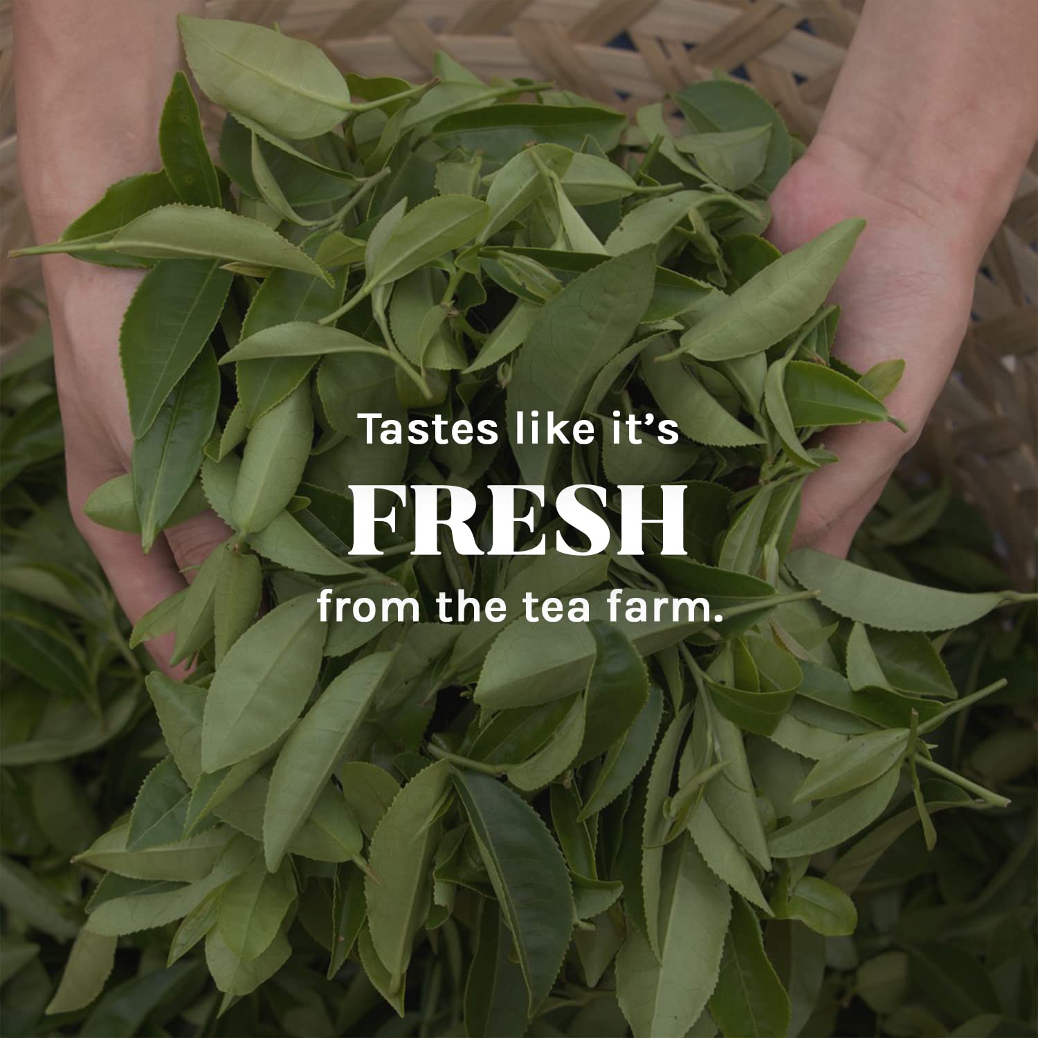 Uncle Lee's Tea Imperial Organic Chai Tea, Naturally Caffeine Free Golden Turmeric Ginger Tea, Organic Cinnamon, Chicory, Cardamom, Stevia, Clove