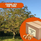 Walnuts, "Current new crop" In shell Hartley choice, Low-Carb, High-Protein, Unshelled Fresh, Easy to crack, Healthy snack, Dietetic, Vegan, Packed in