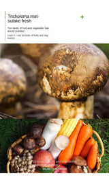 Zercumm Tricholoma Matsutake Fresh Bottled Cooking Soup Chinese Salad Seasoning Instead of Chicken Essence Hot Pot Chicken Soup Tricholoma Matsutake