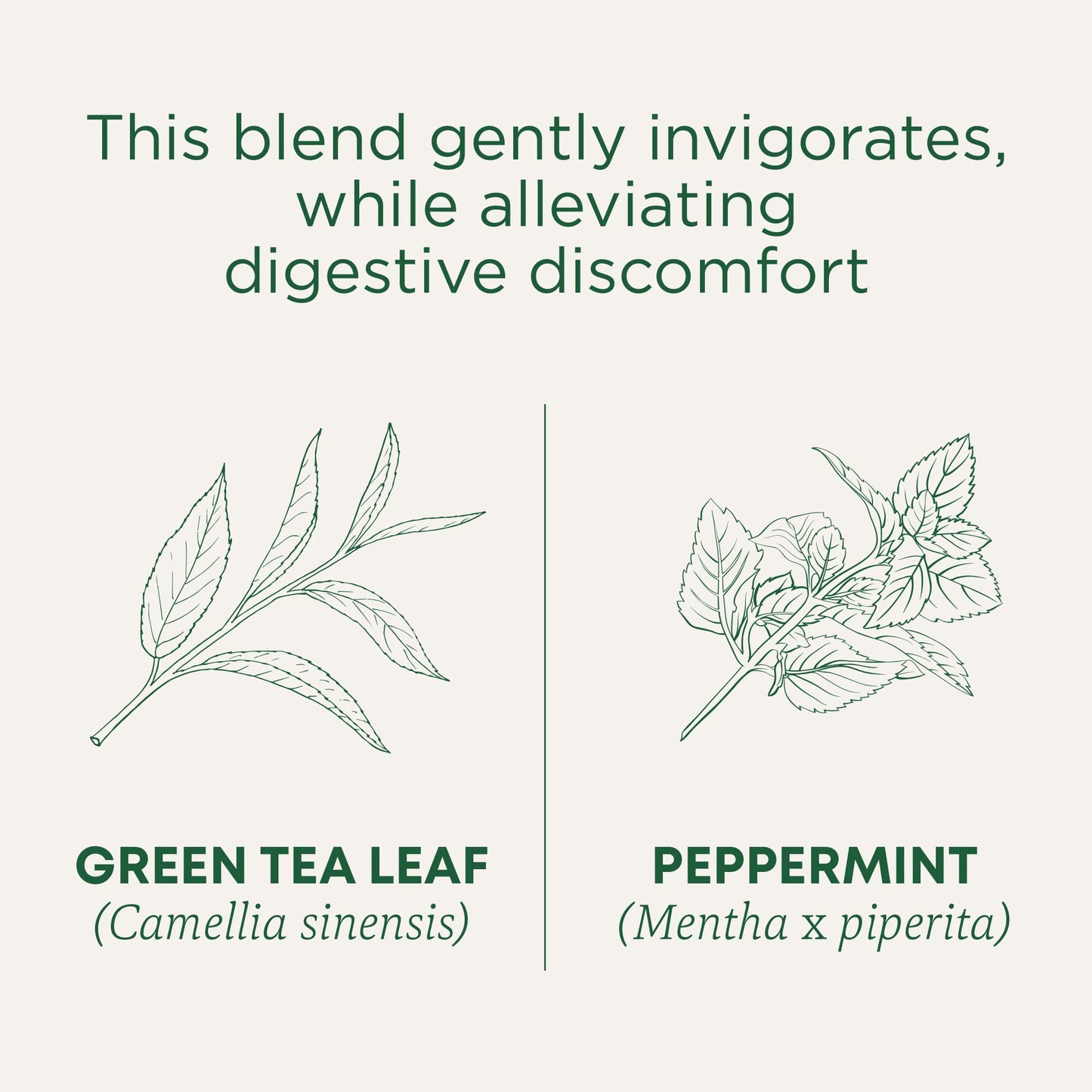 Traditional Medicinals Organic Green Tea Peppermint Tea, 16 Tea Bags