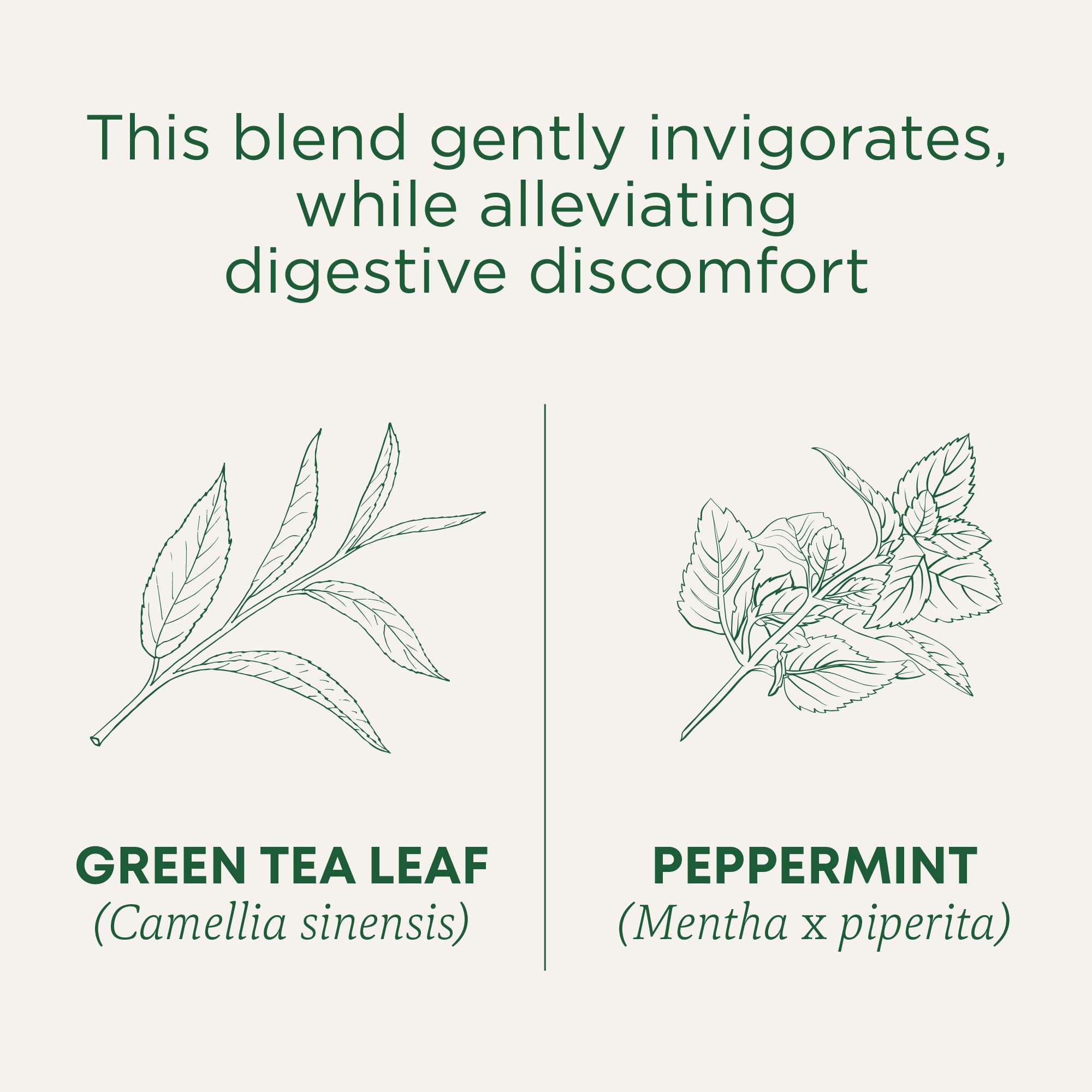 Traditional Medicinals Organic Green Tea Peppermint Tea, 16 Tea Bags